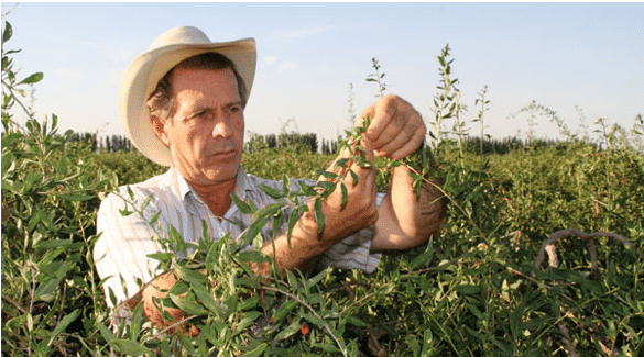 Gary Young con Bayas de Goji