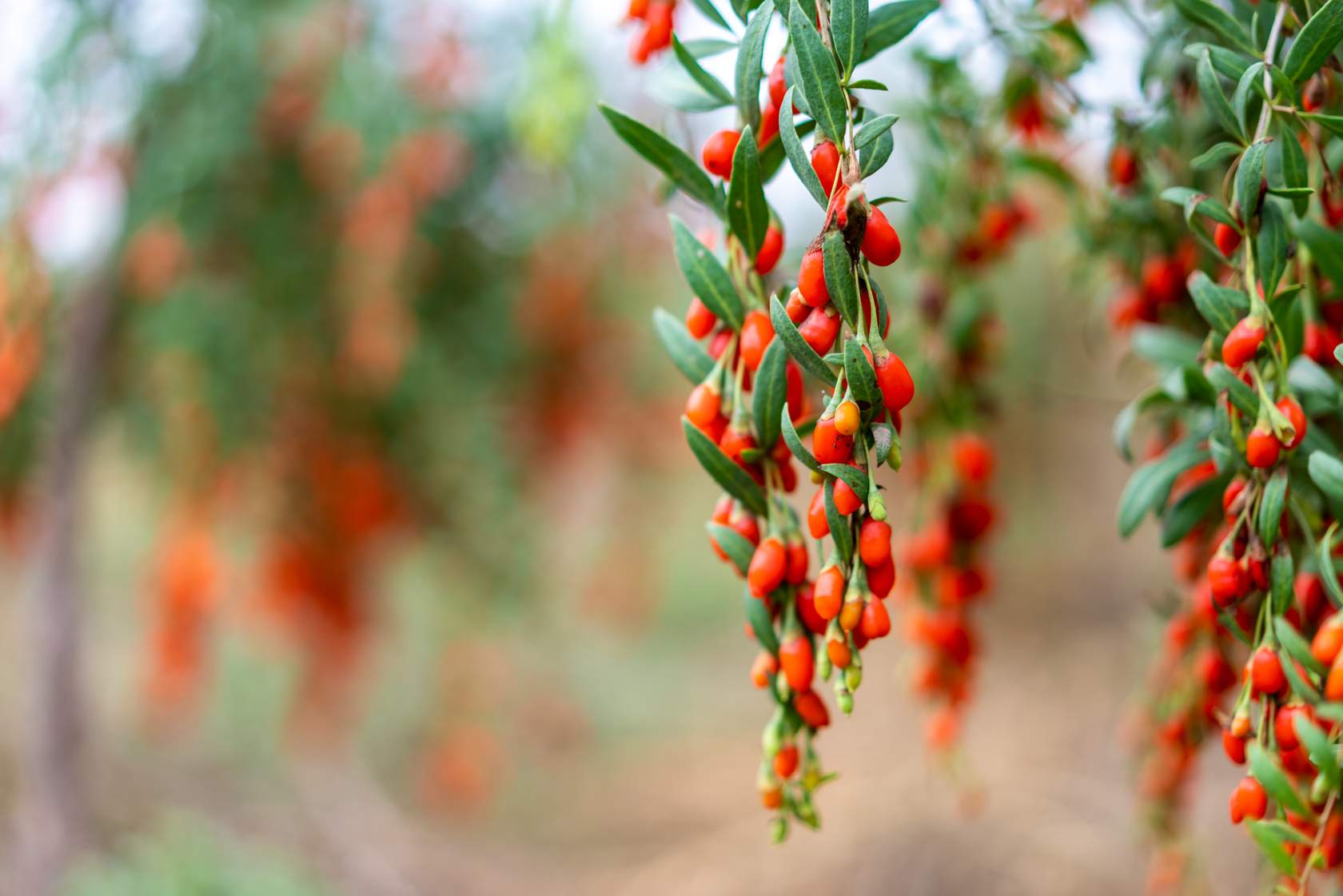 Bayas de goji