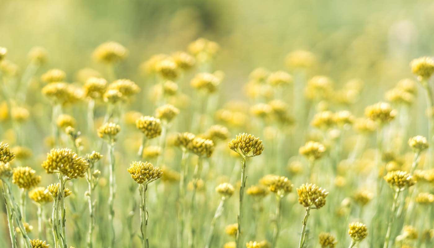 A field of goldenrod blooms.
