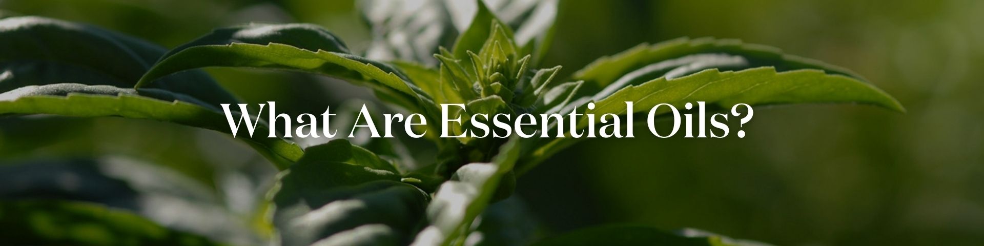 What Are Essential Oils?