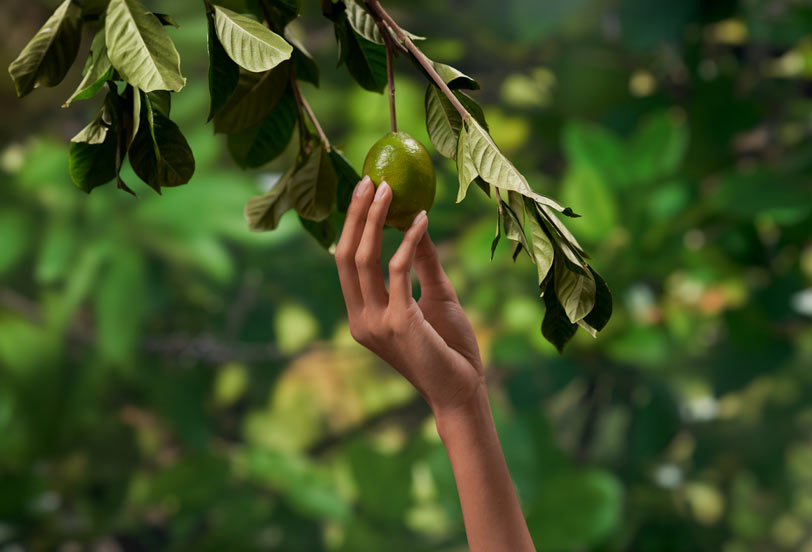 Picking a lime from a tree