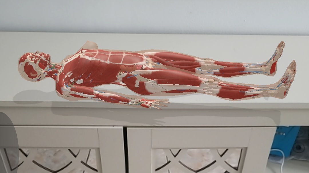 Screenshot of XR Anatomical Body