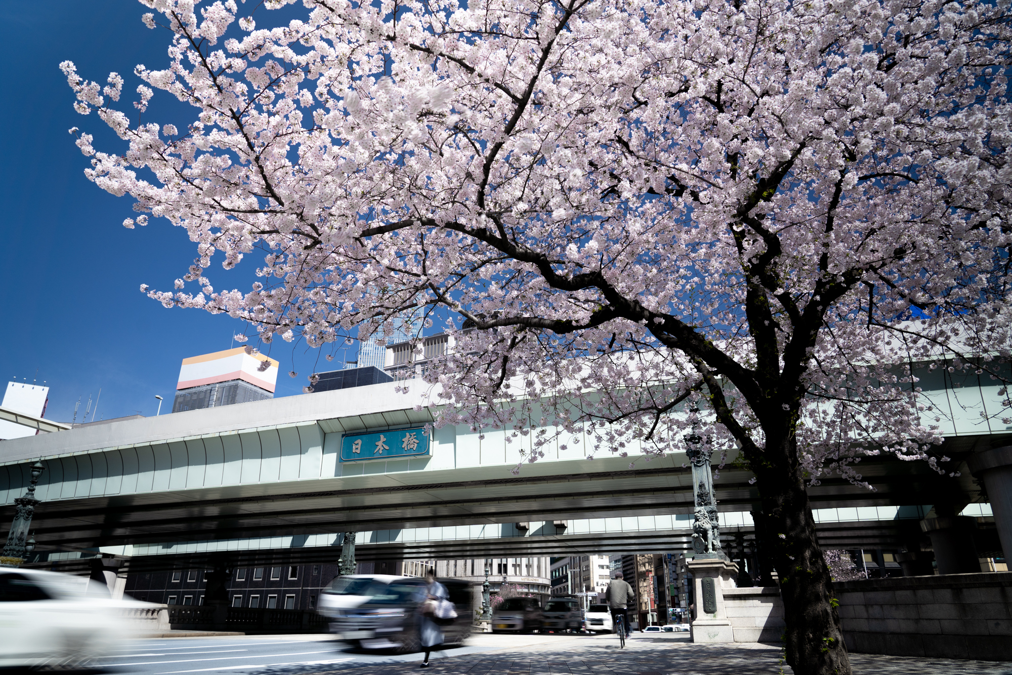 Japanese street with a blossoming tree