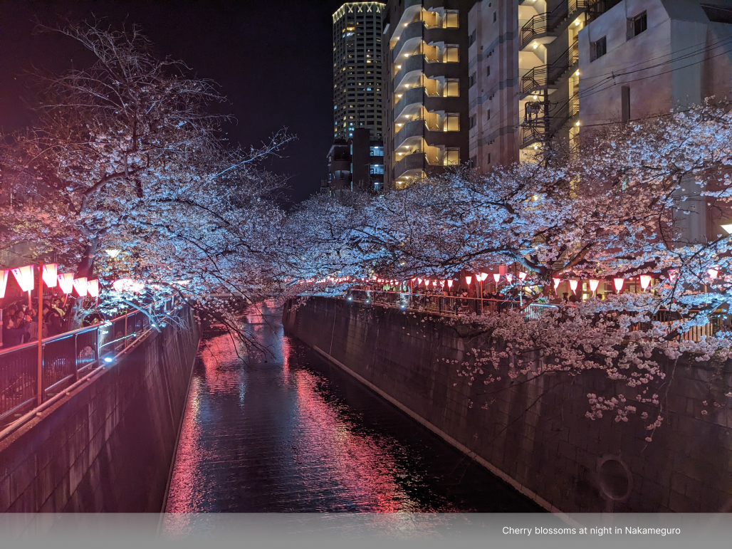 Cherry blossoms at night in Nakameguro