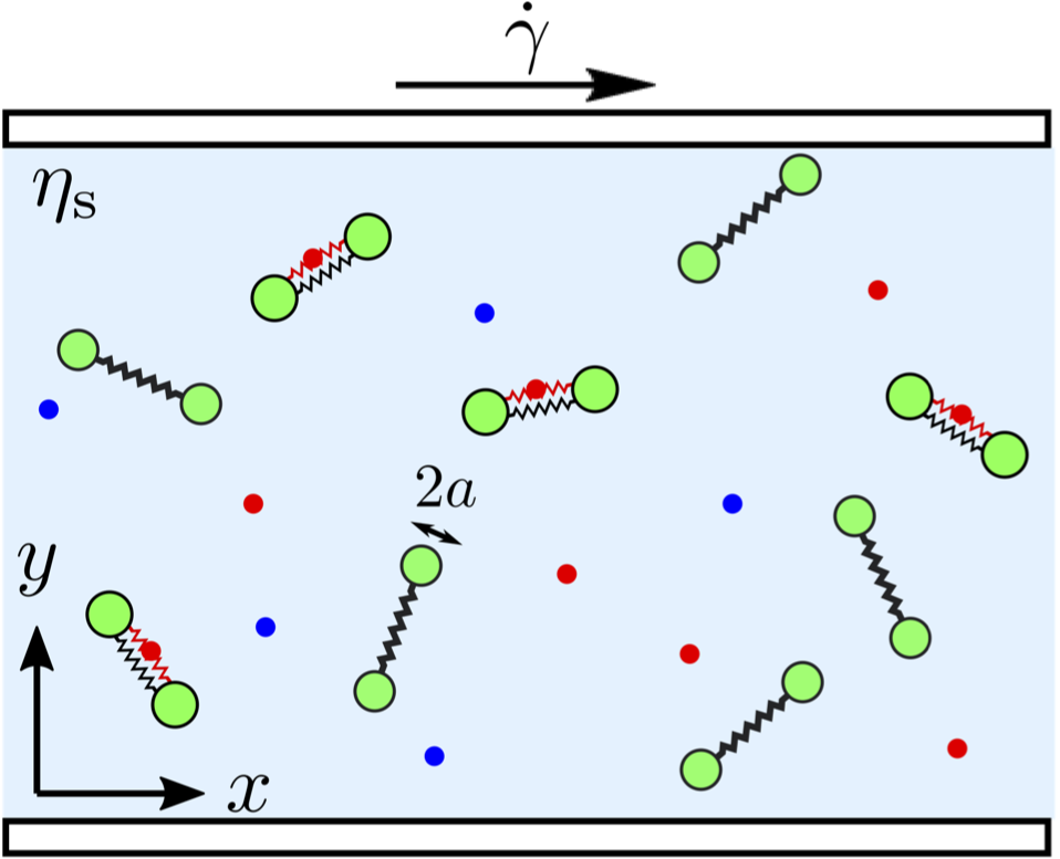 Rheological properties of an enzyme solution: