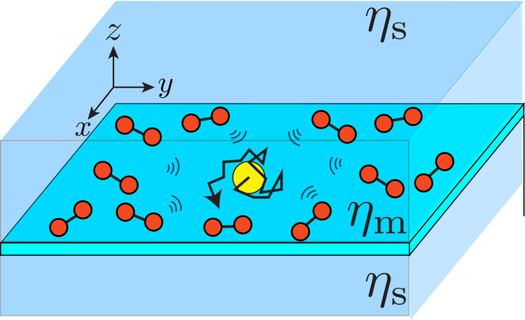 Active diffusion in a membrane: