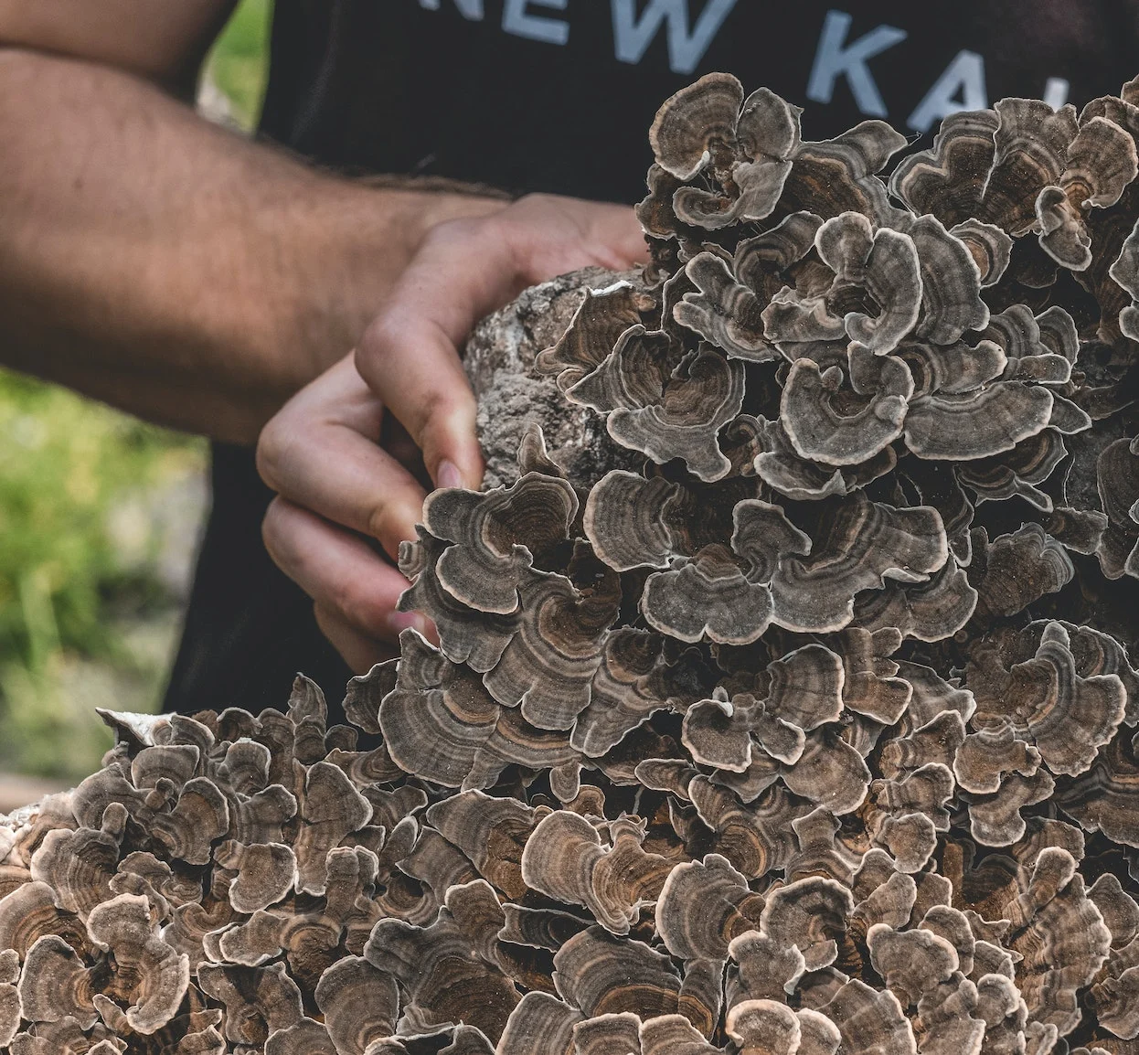 Foraging Turkey Tail Mushrooms