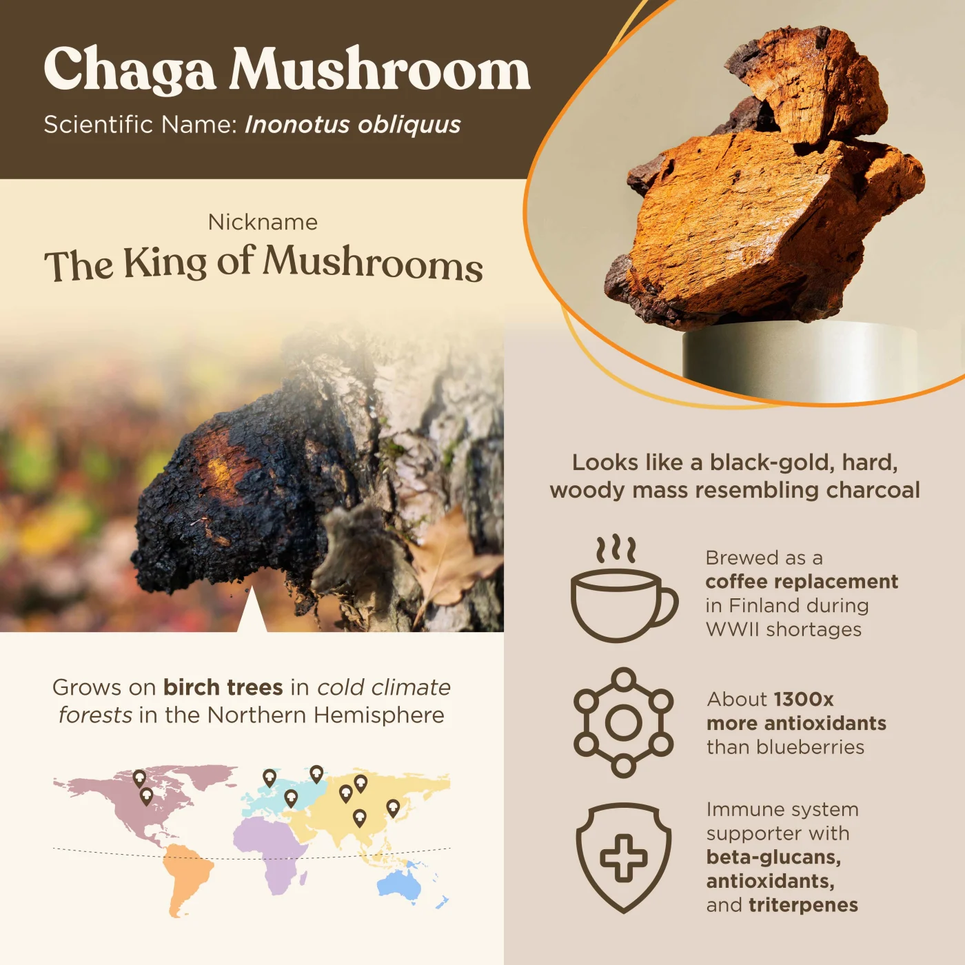 Blog_Image_7_Questions_About_Chaga_Infographic_FINAL.jpg
