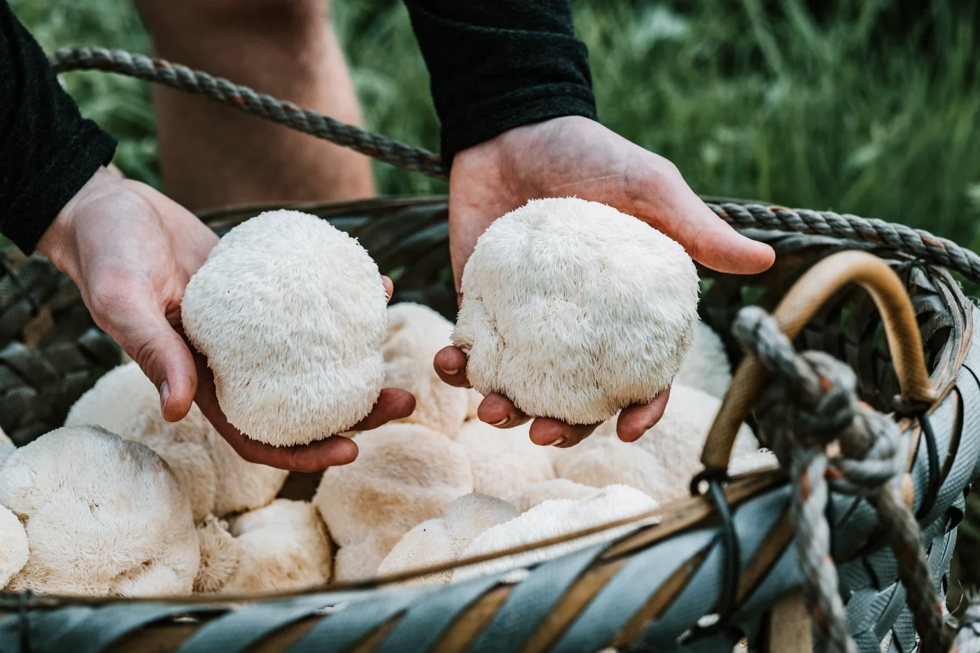 health-benefits-of-lions-mane