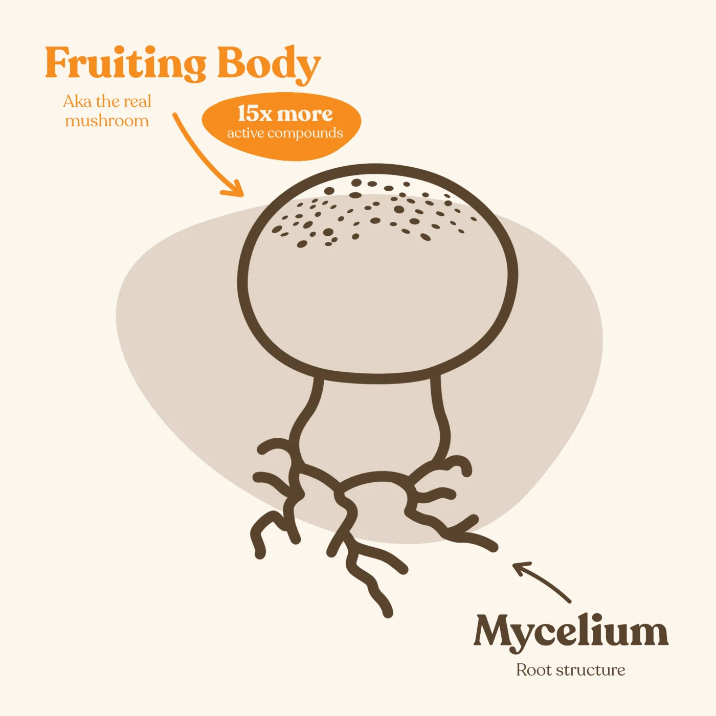 Blog Image Mushroom Chocolate Fruiting Body Mycelium Infographic FINAL