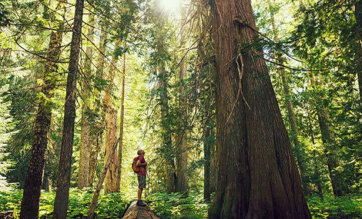 A person hiking among tall trees in a temperate rainforest. 