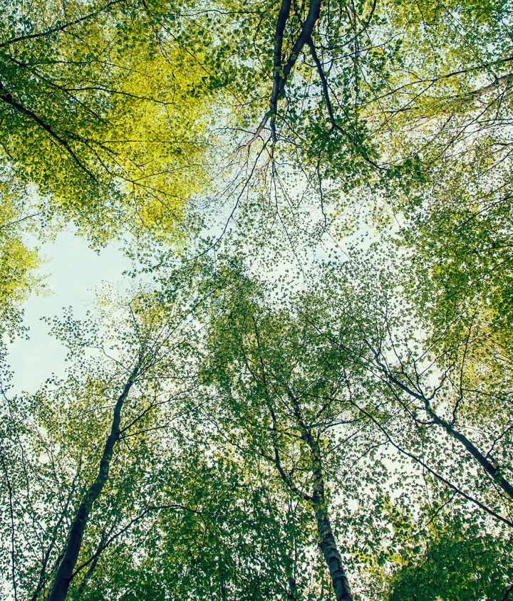 view of green trees in sky
