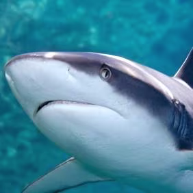 shark