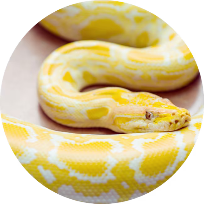 igd-circle-pet-insurance-snake-exotic.png