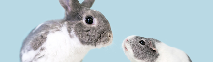 igd-banner-pet-insurance-rabbit-guinea-pig.png