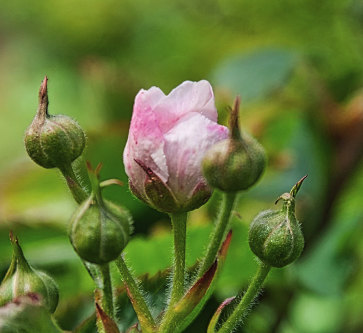 A pink flower bud against a blurred green background