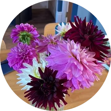 Vase of dahlias including pink white and burgundy