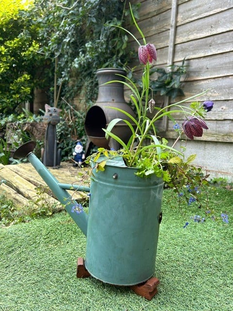 Picture shows a used green watering can upcycled into a planter with flowers coming out of the top.