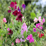 Free wildflower meadows