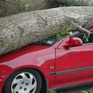 tree_on_car