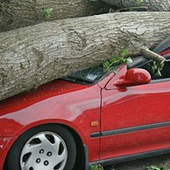 tree_on_car