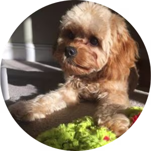 igd-dog-guide-cockapoo.png