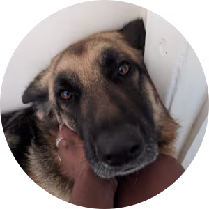 igd-dog-guide-sundaris-dog.png