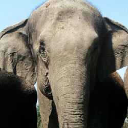 WWF-elephant.PNG