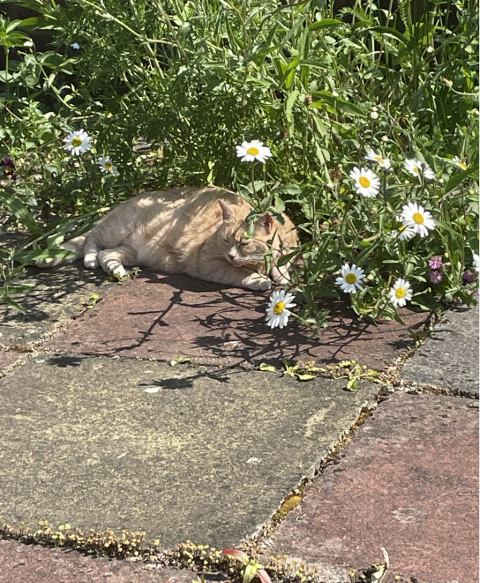 A ginger cat naps in the grass