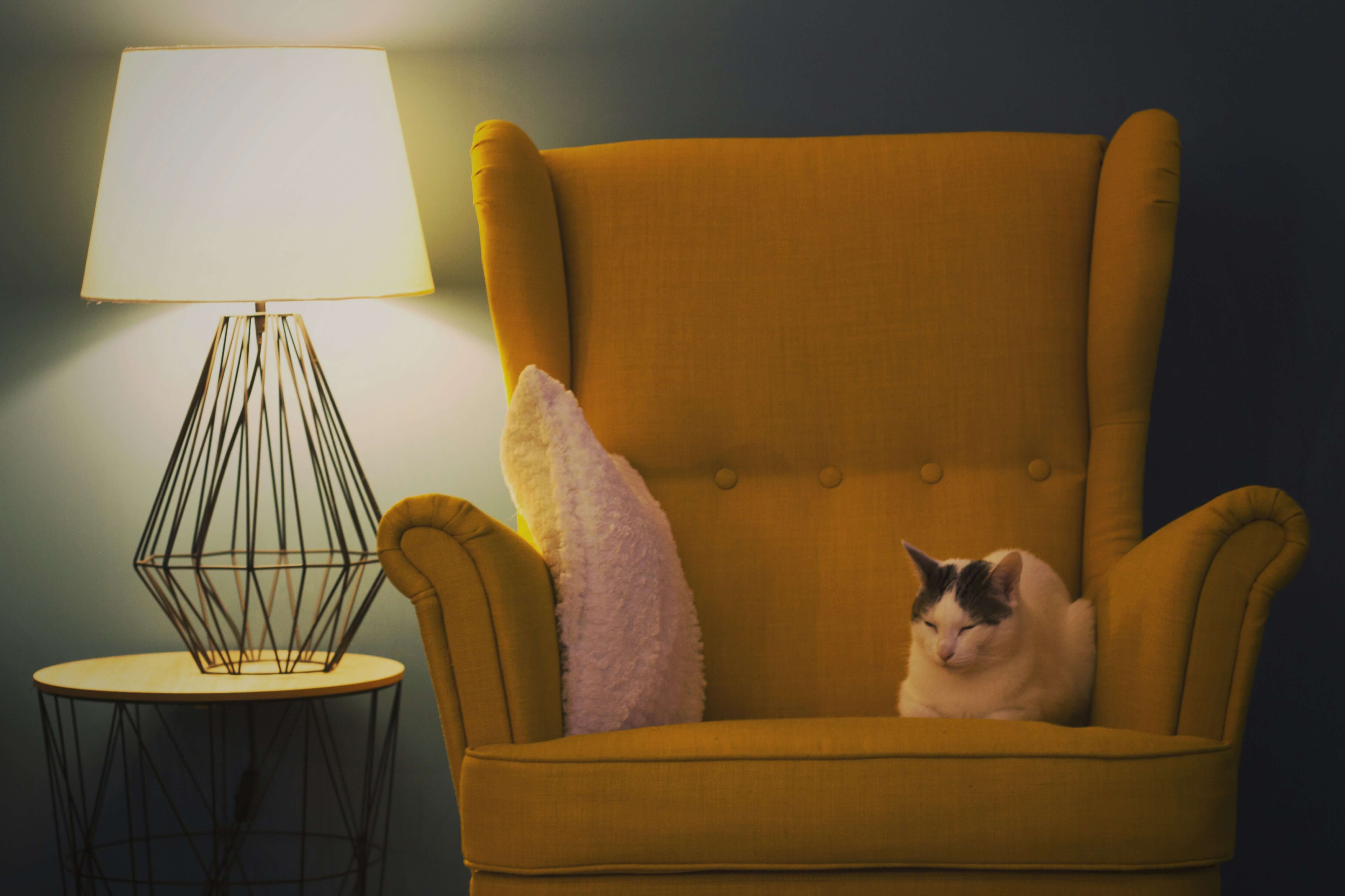 Armchair with cat