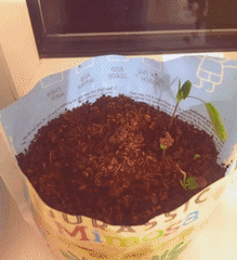 A gif of a sensitive plant growing