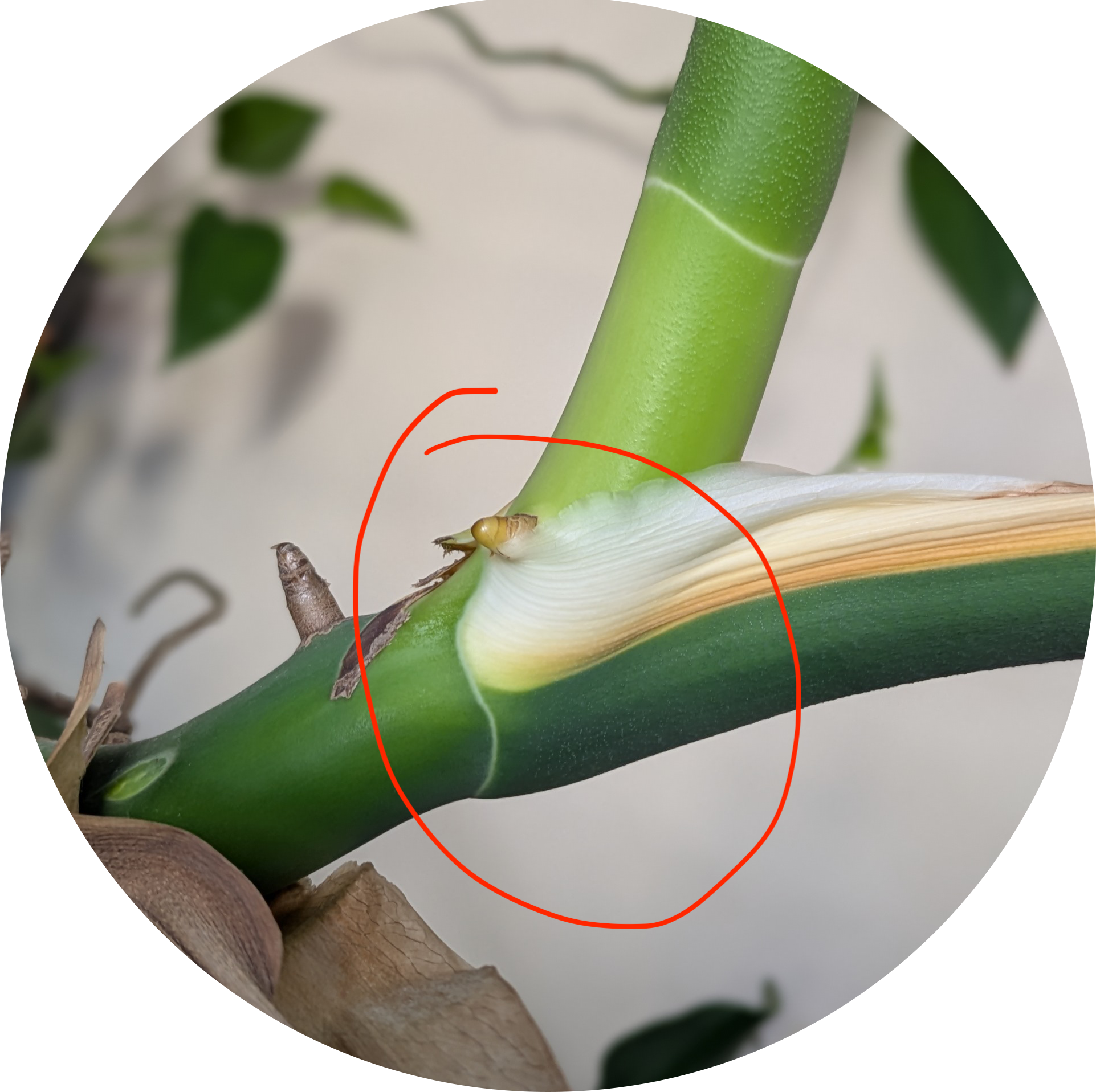 Close-up of a plant node, where one stem branches from another