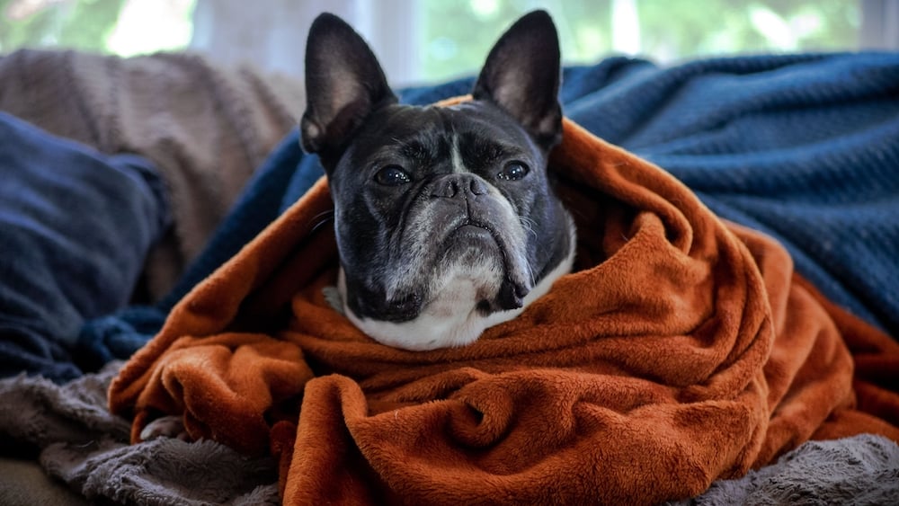french-bulldog-in-blankets.jpg