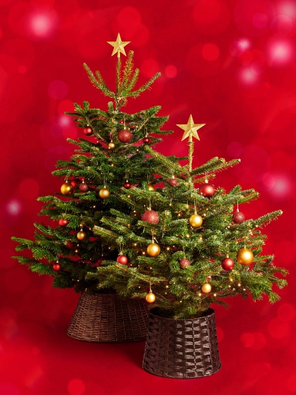 Tesco_Christmastrees2023