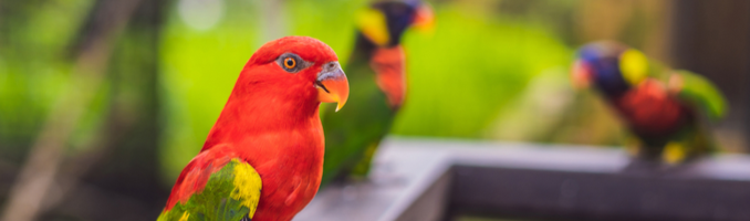 igd-banner-pet-insurance-parrot-exotic.png