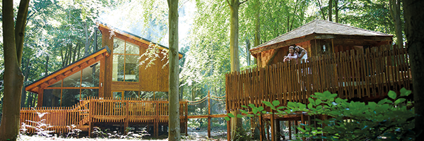 Two wooden cabins on stilts in a sun-dappled, leafy forest.