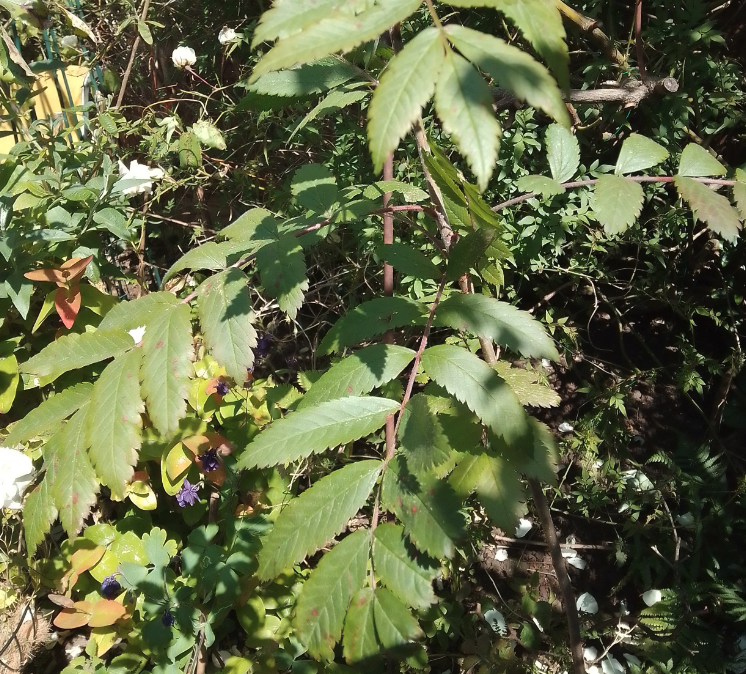 Leafy green stalks protruding from a bush