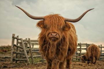 highland cow