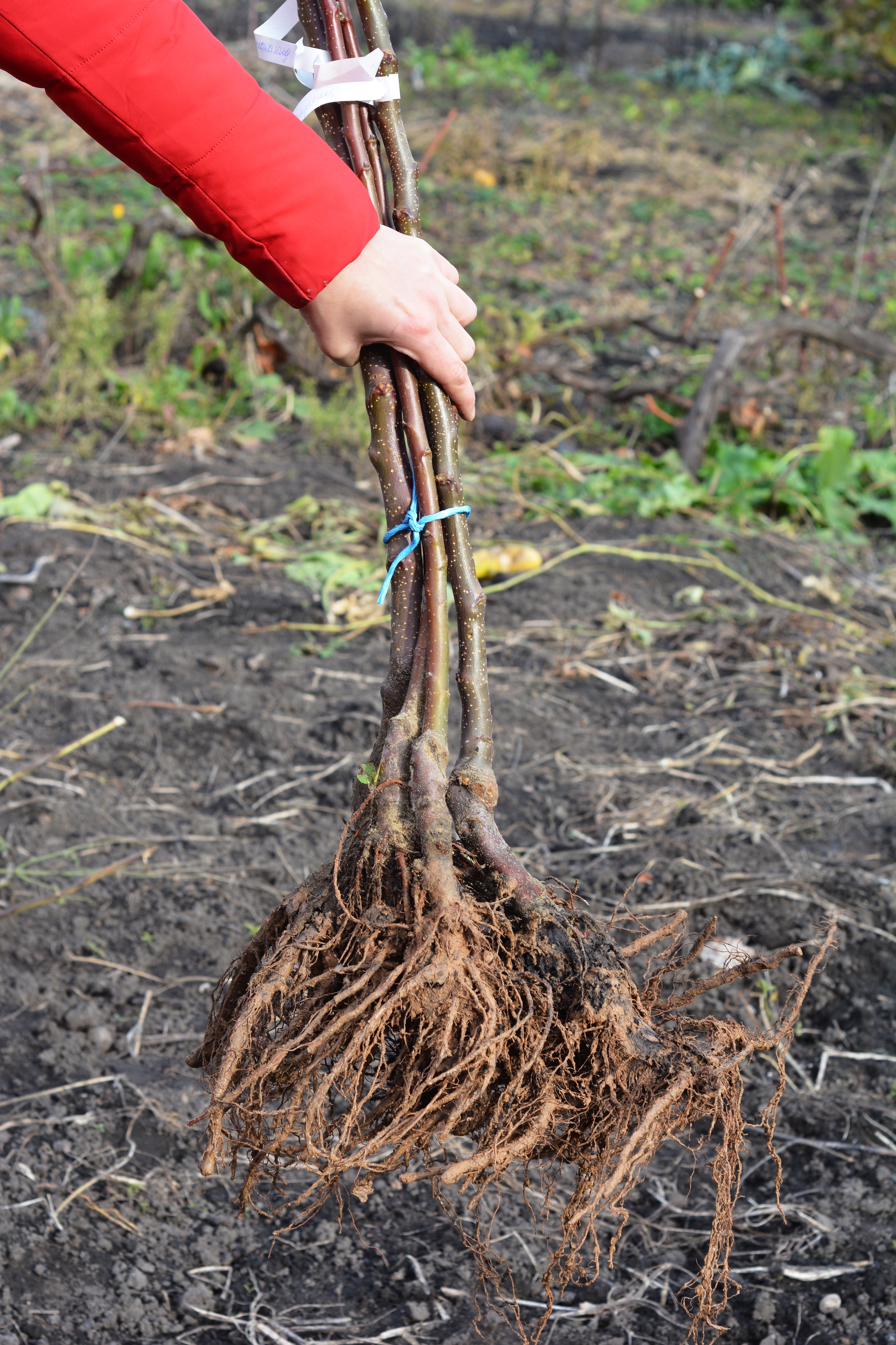 bare root plant being held by an outstretch arm. The background is a soil flowerbed.