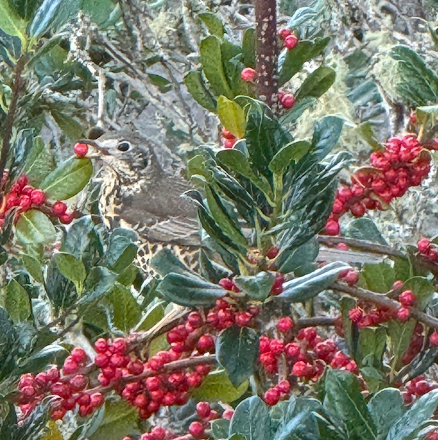 Mistle Thrush