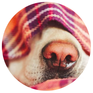 img-doggo-blanket.png