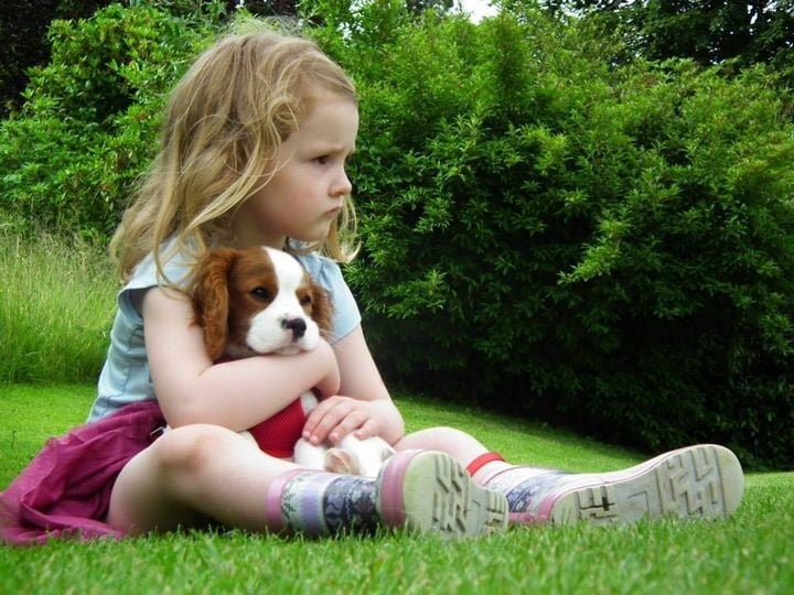 Pots of geraniums, begonias, petunias and lobelias in white, pink, purple and lilac