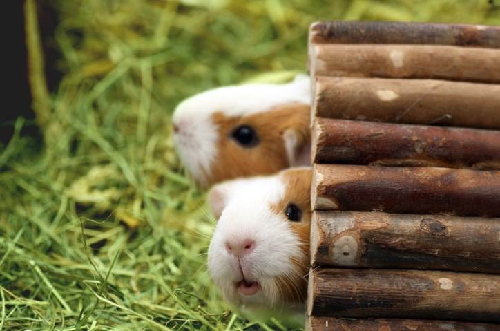 Image of two hamsters