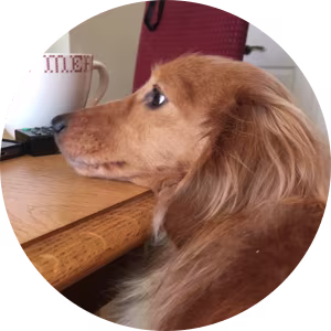 igd-dog-guide-george.png
