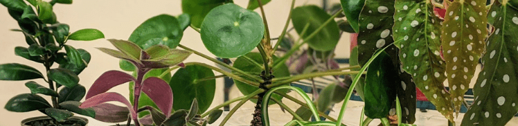 blog-header-houseplants-hacks