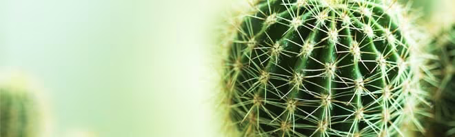 blog-banner-cactus