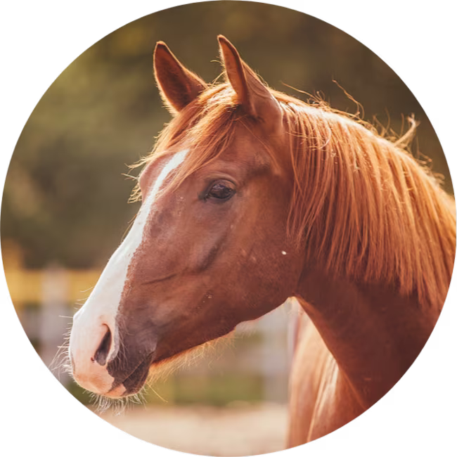 igd-circle-pet-insurance-horse.png