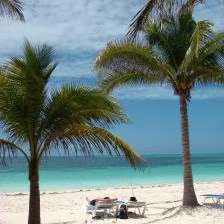 beach_palmtree