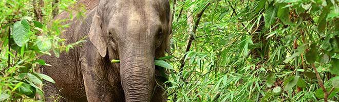 image-elephant-in-jungle