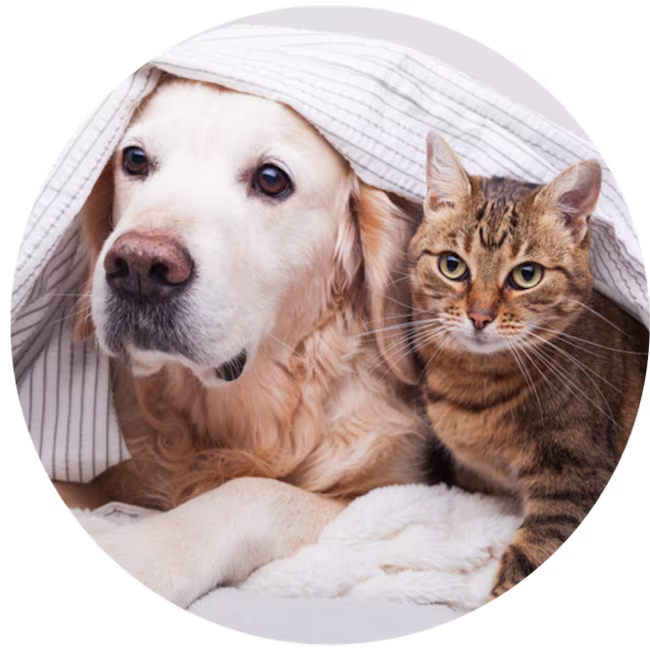 igd-circle-pet-insurance-rabbit-cat-dog.png